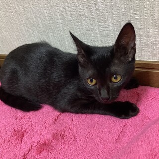 8/31（日）里親会参加！みりんちゃん