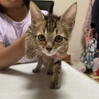 [おとなしいタイプ]2ヶ月男の子