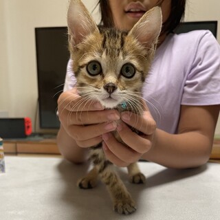 [甘えん坊]2ヶ月男の子