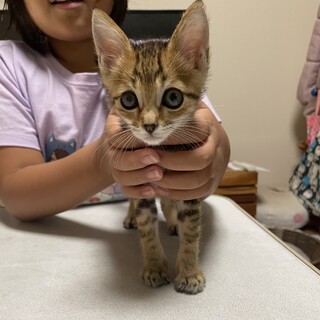 [毛布等に潜るの大好き]2ヶ月男の子