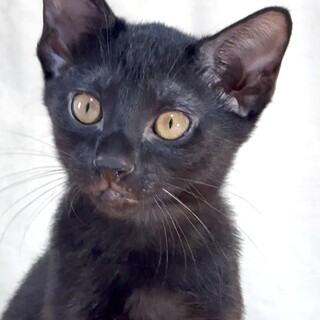 つやつや真っ黒　3か月男の子　人なれバツグン