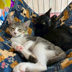 in岡崎市☆子猫がいっぱい☆猫達を暖かいオウチに迎えよう2025年8月16日（土）～ちーむにゃいんず サムネイル1