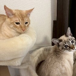 in岡崎市☆子猫がいっぱい☆猫達を暖かいオウチに迎えよう2025年8月16日（土）～ちーむにゃいんず サムネイル2