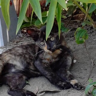 行き先ない子猫さびちゃん