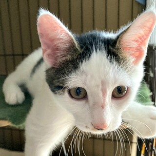 【募集一時停止】人間大好きのふみふみマン