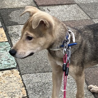 ぼく、頑張ってるよ！