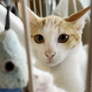 白多め茶色ぶち★ぷーちゃん★