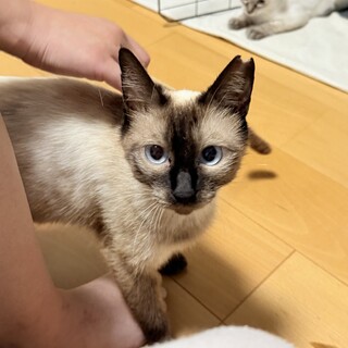 シャム風の母猫ちゃんです。おとなしい子です