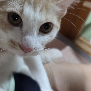 クリーム色あずきちゃん