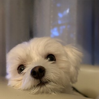 表情豊かになってきました！マルチーズ男の子ゆうき君