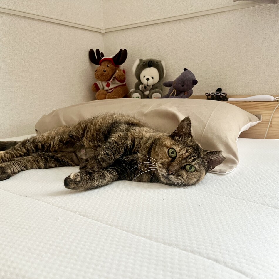 ぶぅのカバー写真