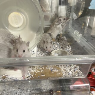 ○長毛ハムスターメス