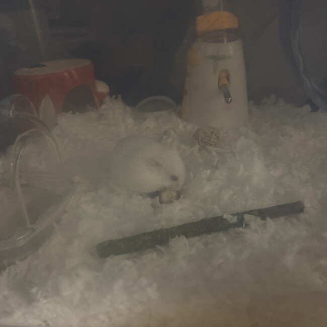 ちゃこちゃここのカバー写真