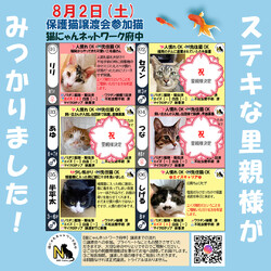 8月2日猫にゃんネットワーク府中さん譲渡会ご報告