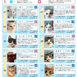 8月17日保護猫譲渡会の参加猫一覧
