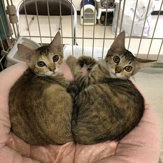 麦わら姉妹の、お亮ちゃん♪ 左側