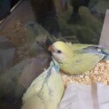 コザクラインコ