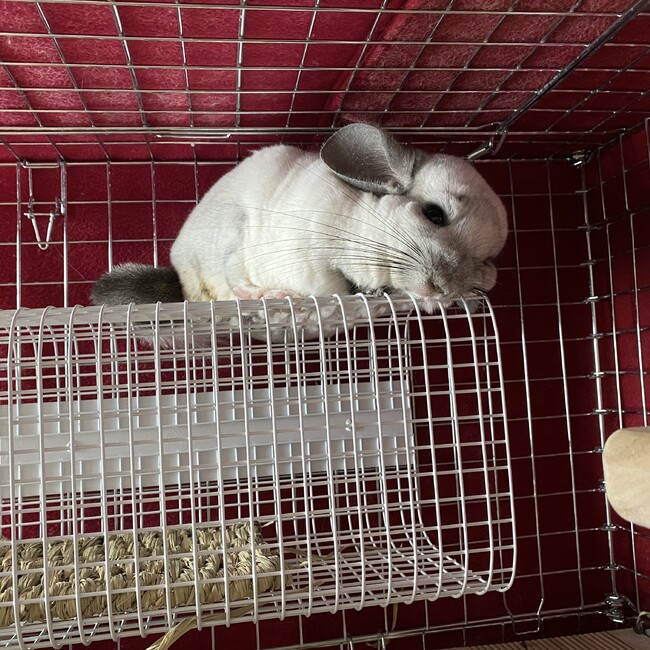 マグダレーナのカバー写真