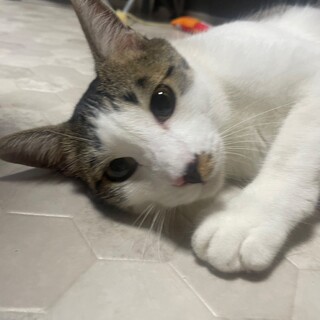 サチくん、甘えん坊のグリグリ巻しっぽ♪