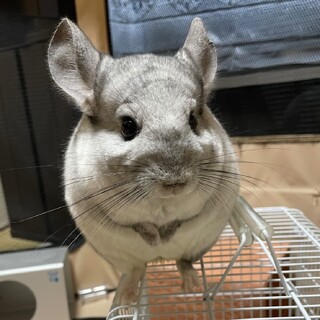 チンチラ(オス)５才になったばかり