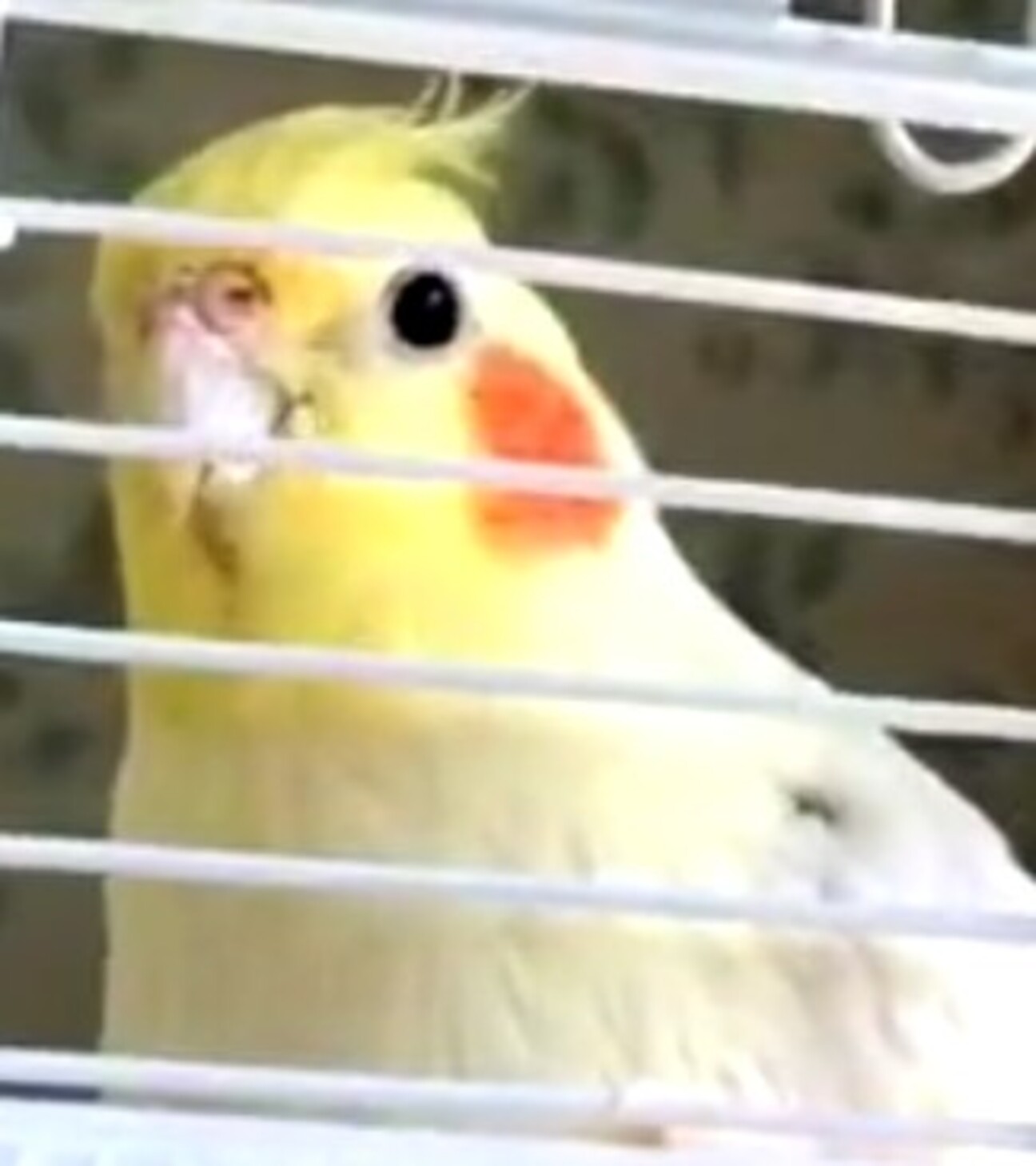 オカメインコちゃんの里親募集」埼玉県 - 鳥の里親募集(523011