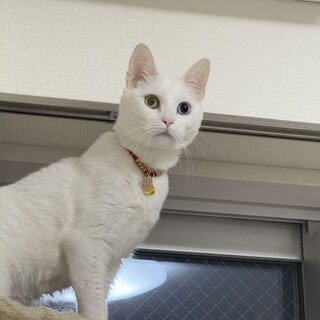 性格があまり良くないマンチカン