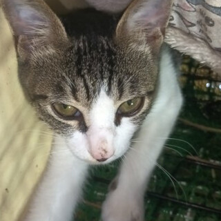 イケメンのシロサバ坊や4ヶ月甘えん坊