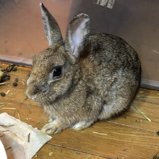 うさぎさん　耳が太い