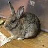 うさぎさん　耳が太い サムネイル2