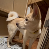 運動神経抜群！生後11ヶ月の野犬の女の子【ゆき】