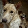運動神経抜群！生後11ヶ月の野犬の女の子【ゆき】 サムネイル2