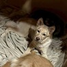 運動神経抜群！生後11ヶ月の野犬の女の子【ゆき】 サムネイル4