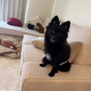 元気なポメプー男の子7ヶ月去勢済み