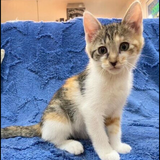 生後３ヶ月のかわいい「みたらしちゃん」