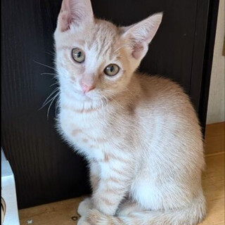 生後３ヶ月のかわいい「もなかくん」