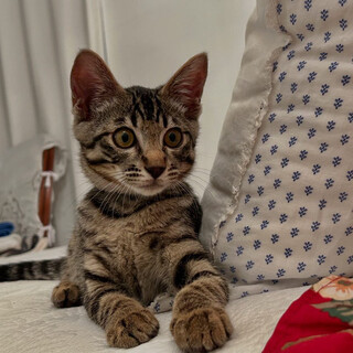 甘えん坊な男の子