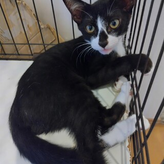 特徴的な柄のハチワレの男の子