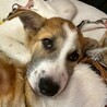 かわいいお耳の野犬の仔犬5ヶ月女の子【モプシー】