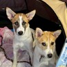 かわいいお耳の野犬の仔犬5ヶ月女の子【モプシー】