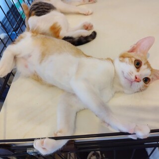 甘えたな茶白の女の子