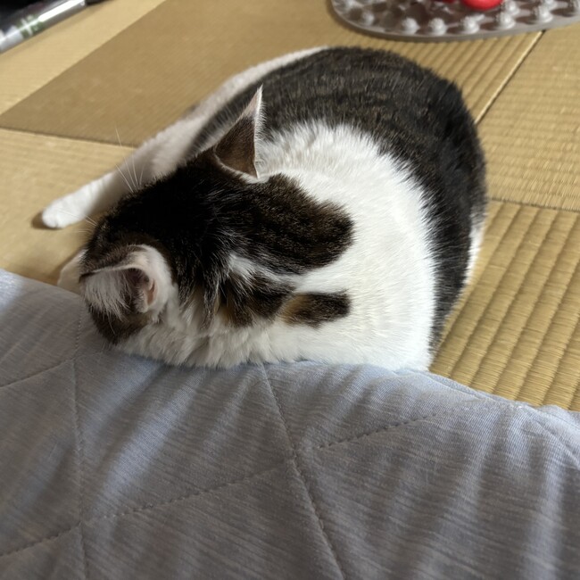 ゆんゆん0807のカバー写真