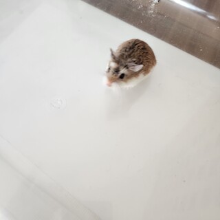 ロボロフスキーハムスター♂里親募集