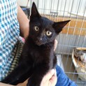 黒猫女の子→決まりました