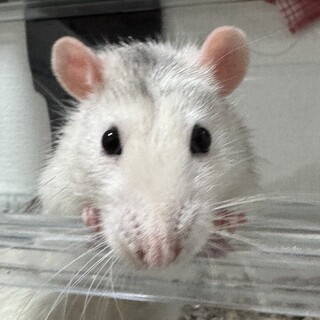 ファンシーラットオス