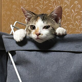 天真爛漫なミケジョ☆デイジー