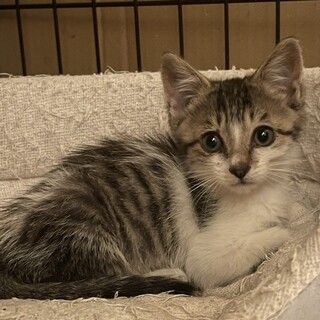 トライアル決定！キジ白猫　ジュン君