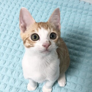 とっても親しい子猫❤️チャチャくん