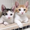 とっても親しい子猫❤️小鈴ちゃん サムネイル2