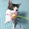 とっても親しい子猫❤️小鈴ちゃん サムネイル3
