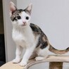 とっても親しい子猫❤️小鈴ちゃん サムネイル7